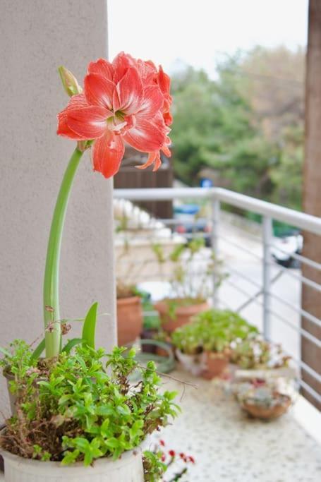 Sevasti Rafina 아파트 외부 사진